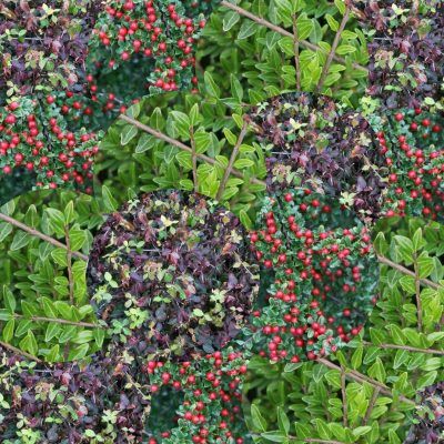 Kit couvre sols classiques et persistants - Leaderplant