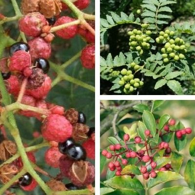 Kit de Poivriers - 3 variétés - Leaderplant