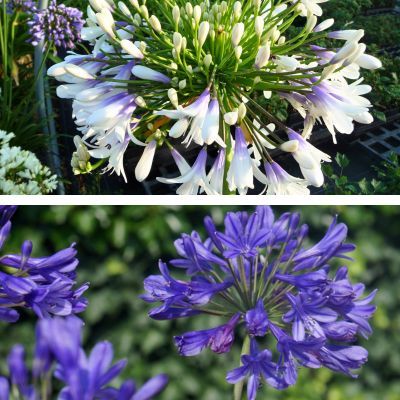 DUO Grandes Agapanthes - Leaderplant