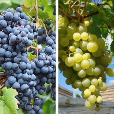 Kit Duo Vigne Aladin et Perdin Ampelia ® - Leaderplant