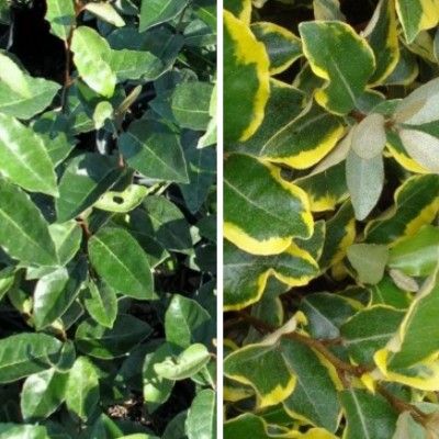 Duo Eleagnus vert et panaché - Leaderplant