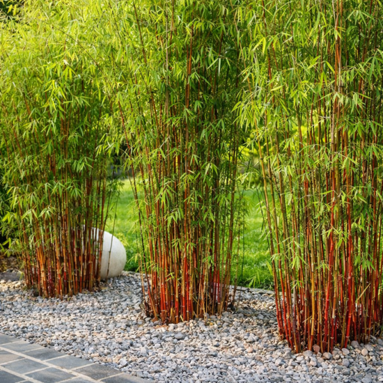 KIT Fargesia Asian Wonder avec bac pour Balcon et Terrasse - Leaderplant