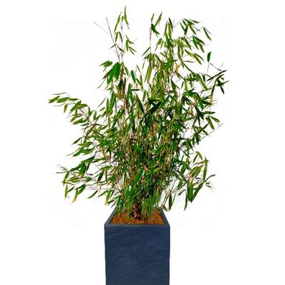 KIT Fargesia pingwu avec bac pour balcon - Leaderplant