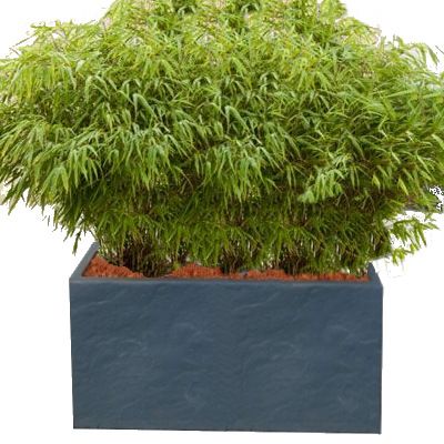 Haie Brise-vue Balcon Bambou Rufa en KIT - Leaderplant