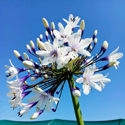 KIT floraison facile 4 saisons by @livifamily - Leaderplant