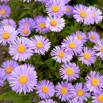 KIT floraison facile 4 saisons by @livifamily - Leaderplant