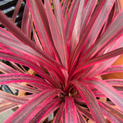 KIT floraison facile 4 saisons by @livifamily - Leaderplant