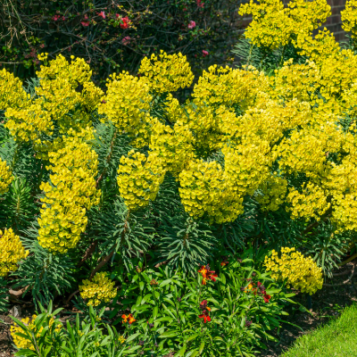 KIT floraison facile 4 saisons by @livifamily - Leaderplant