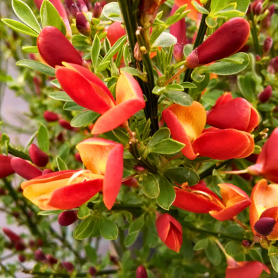 KIT floraison facile 4 saisons by @livifamily - Leaderplant