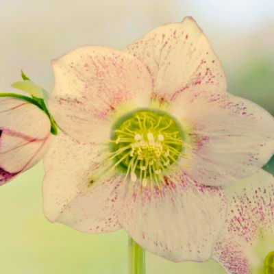 KIT floraison facile 4 saisons by @livifamily - Leaderplant