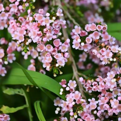 KIT floraison facile 4 saisons by @livifamily - Leaderplant