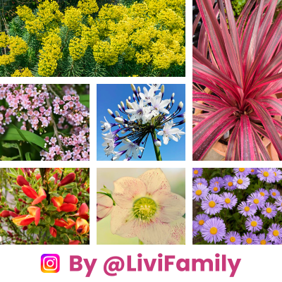 KIT floraison facile 4 saisons by @livifamily - Leaderplant