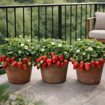 KIT Fraisiers 3 variétés - Leaderplant