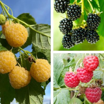 Kit Framboisier et Murier Nain - 3 variétés - Leaderplant