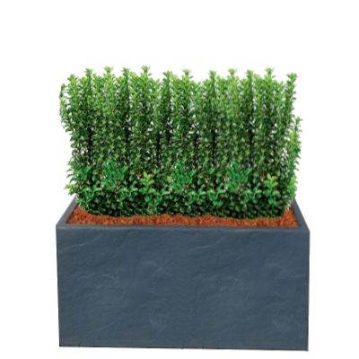 KIT Fusain rustique avec bac pour balcon - Leaderplant