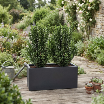KIT Fusain rustique avec bac pour balcon - Leaderplant