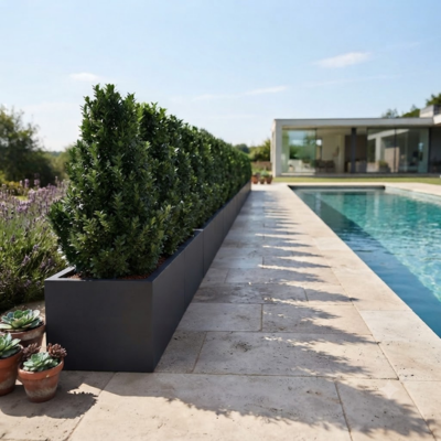 KIT Fusain rustique avec bac pour balcon - Leaderplant