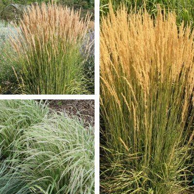 Kit de Graminées Calamagrostis - 3 variétés - Leaderplant
