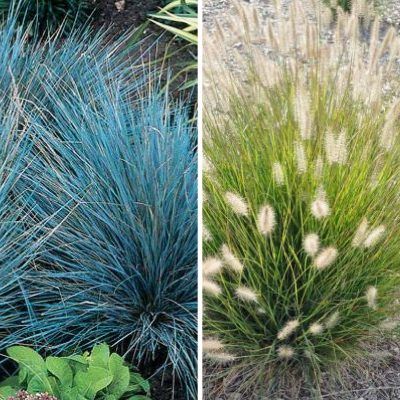 KIT Graminées Duo Fétuque & Pennisteum - Leaderplant