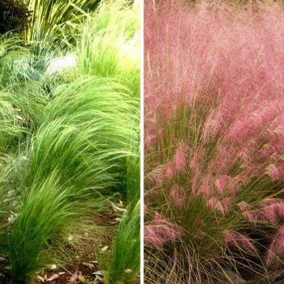 KIT Duo de Graminées Stipa & Mulhenbergia - Leaderplant