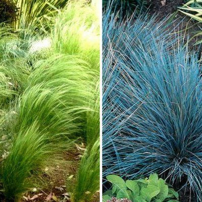 KIT Graminées Stipa & Fétuque - Leaderplant