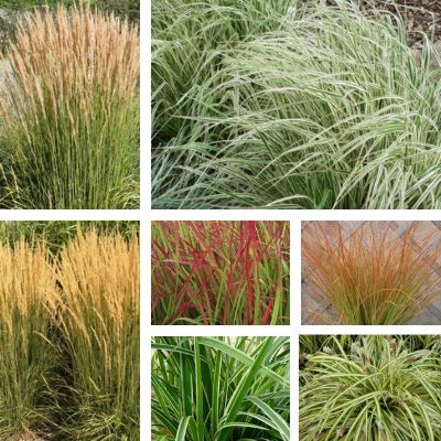 Kit de Graminées pour un massif - 7 variétés - Leaderplant