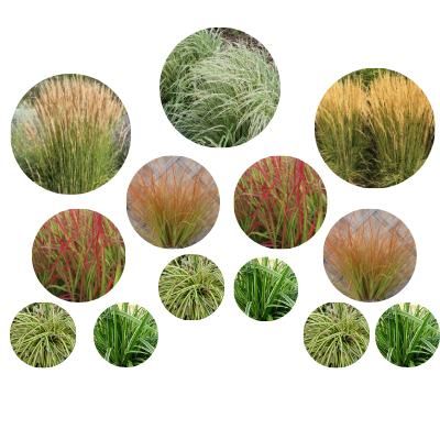Kit de Graminées pour un massif - 7 variétés - Leaderplant