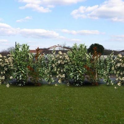 Kit 4 variétés en TURBOPLANTS haie persistante et fleurie - Leaderplant