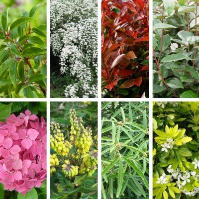 KIT Haie 4 Saisons Exposition Ombragée - Leaderplant