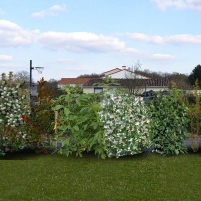 Kit Haie Brise Vue Fleurie - Leaderplant