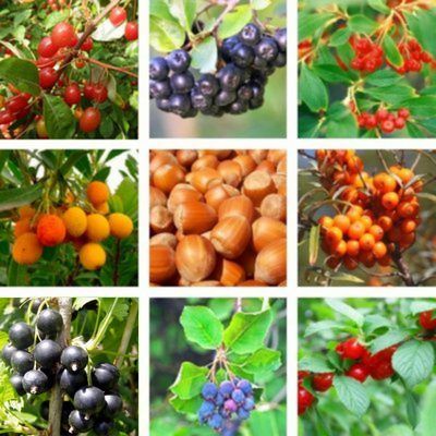 KIT Haie Champêtre Gourmande - Leaderplant