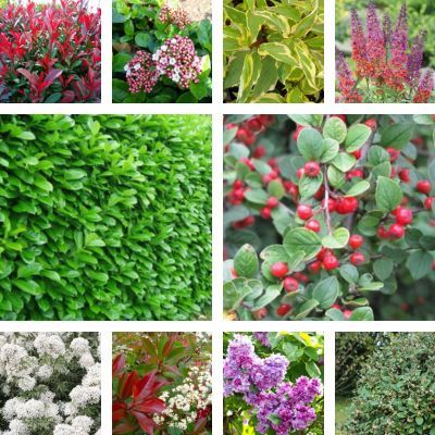 KIT Haie Fleurie 4 Saisons - Leaderplant