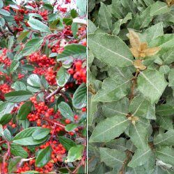 Haie Persistante Rouge et Argentée - Leaderplant