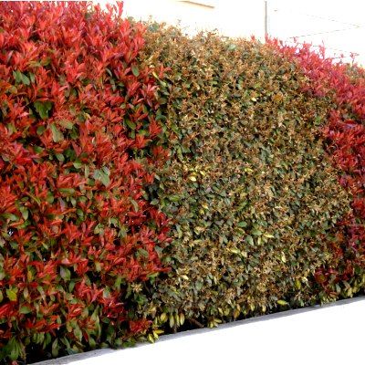 Duo Lauriers Rouge et Argent / Photinias et Eleagnus - Leaderplant