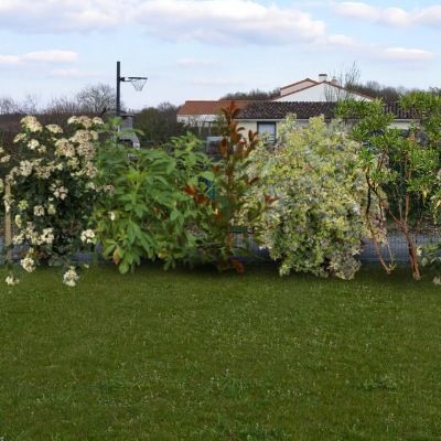 Kit haie moyenne rustique, fleurie et persistante - Leaderplant