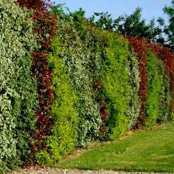 Kit 4 variétés XXL en pot de 4L haie persistante et fleurie - Leaderplant