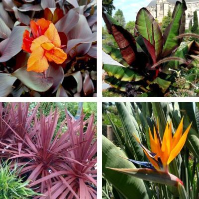 KIT Jardin Exotique au Soleil - Vente en ligne de plants de KIT
