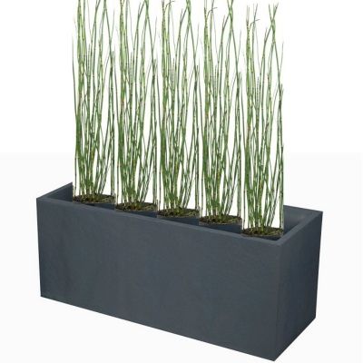 KIT Jardinière Prêle du Japon - Leaderplant
