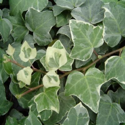 Kit jardinière blanche pour Noël - Leaderplant