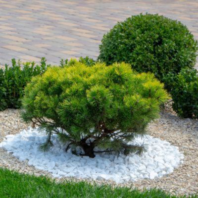 Kit jardinière blanche pour Noël - Leaderplant