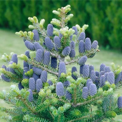 Kit jardinière blanche pour Noël - Leaderplant