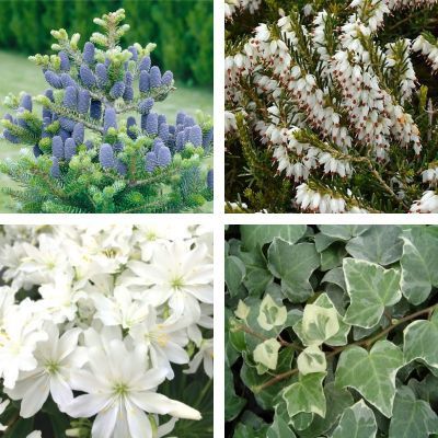 Kit jardinière blanche pour Noël - Leaderplant