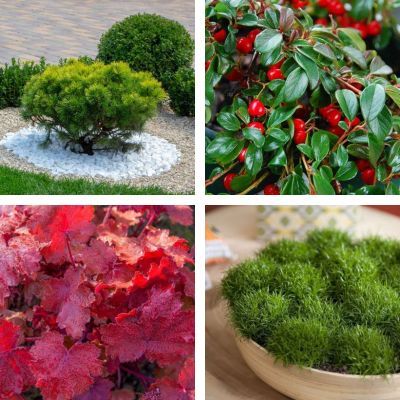 Kit jardinière rouge pour Noël - Leaderplant