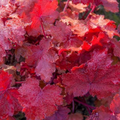 Kit jardinière rouge pour Noël - Leaderplant