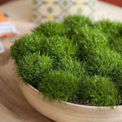 Kit jardinière rouge pour Noël - Leaderplant