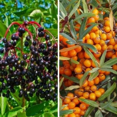 KIT Jus Détox Argousier-Sureau - Leaderplant