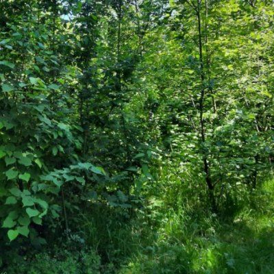 Micro-forêt méthode Miyawaki / Mini-forêt urbaine - Leaderplant