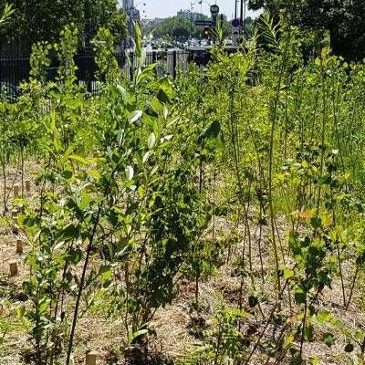 Micro-forêt méthode Miyawaki / Mini-forêt urbaine - Leaderplant