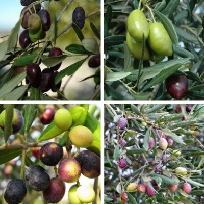 KIT Olivier 4 variétés - Leaderplant