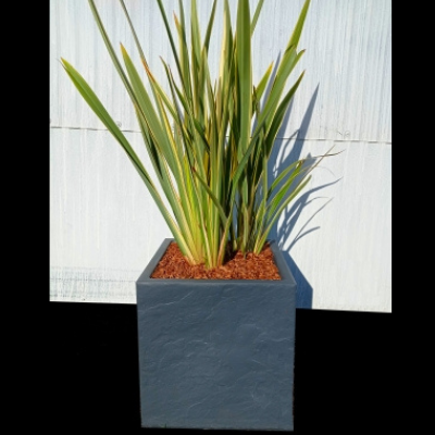 KIT Lin de Nouvelle Zélande avec bac pour balcon - Leaderplant